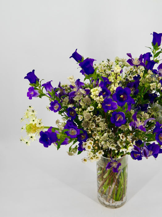 Campanula Garden