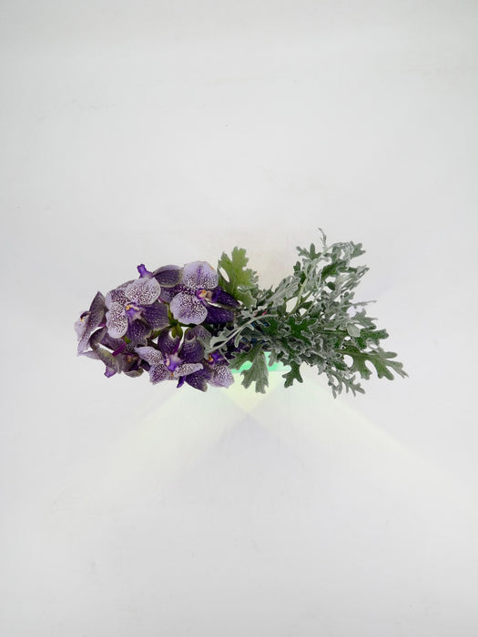 Vanda Mauve Plum