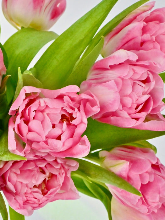 Double Pink Tulips