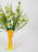 Ornithogalum
