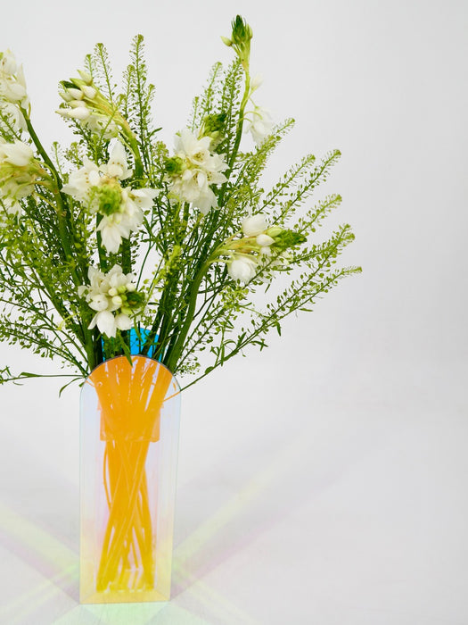 Ornithogalum