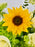 Sunflower Garden