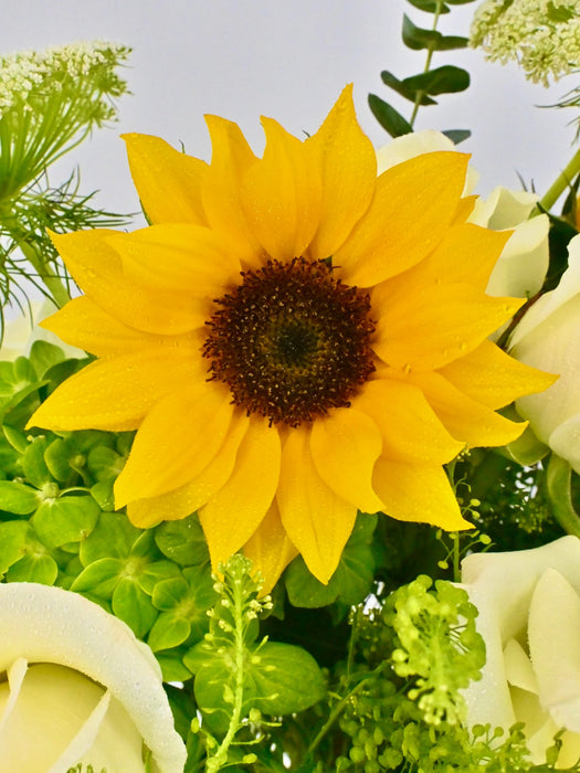 Sunflower Garden