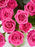 Pink Garden