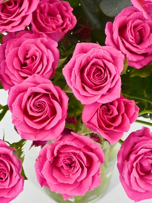 Pink Garden