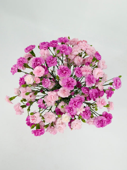 Purple & Pink