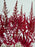 Astilbe