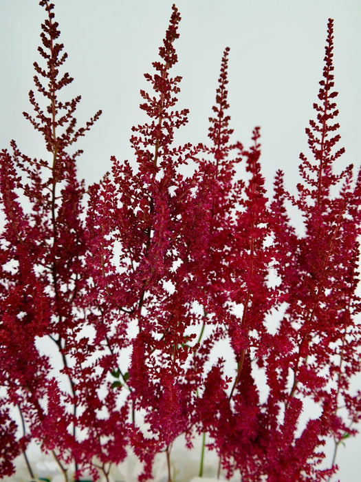 Astilbe