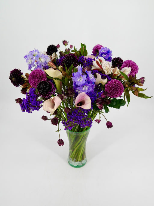 Scabiosa Beauty
