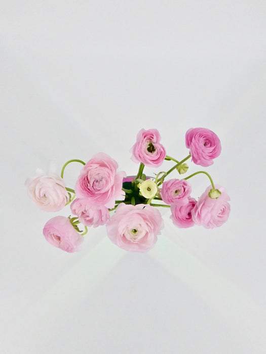 Elegance Pink