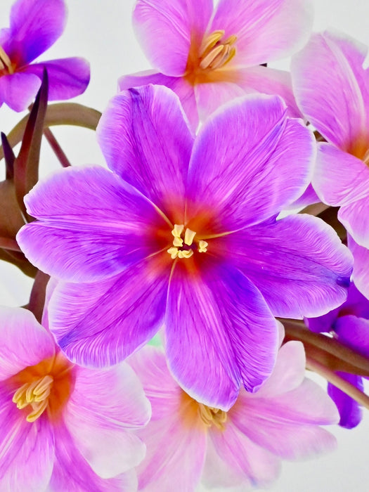 Tulips