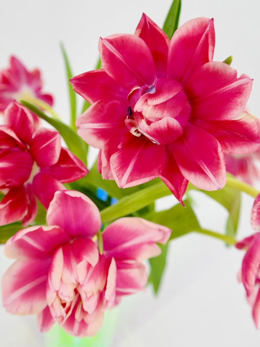 Tulip Double Color