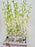 Dendrobium