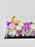 Ramadan Arrangement