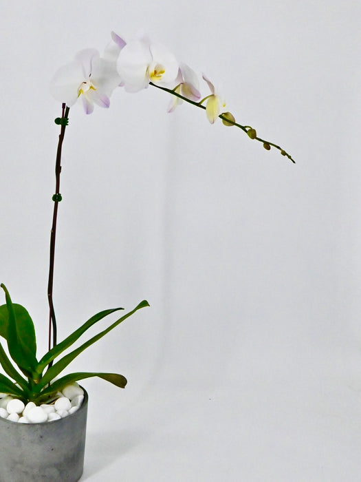 Phalaenopsis II
