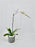 Phalaenopsis II