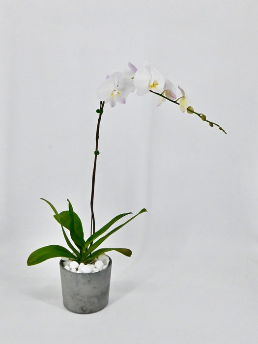 Phalaenopsis II