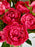 Raspberry