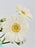 White Star