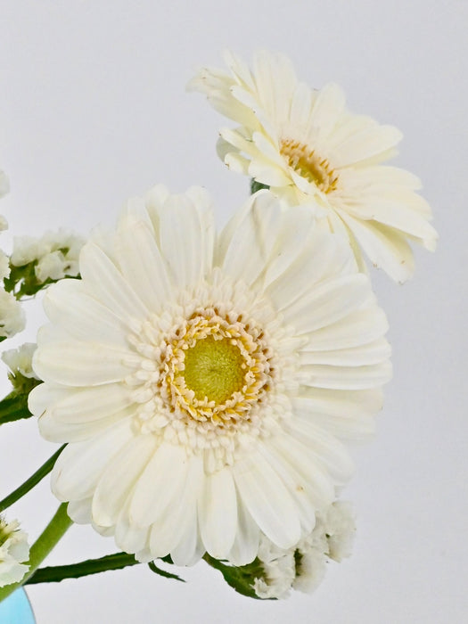 White Star