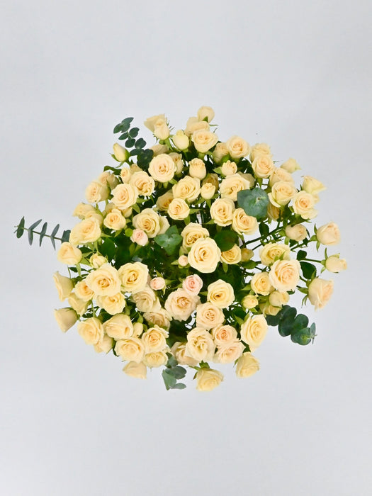 Sali Bloom