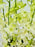 Dendrobium