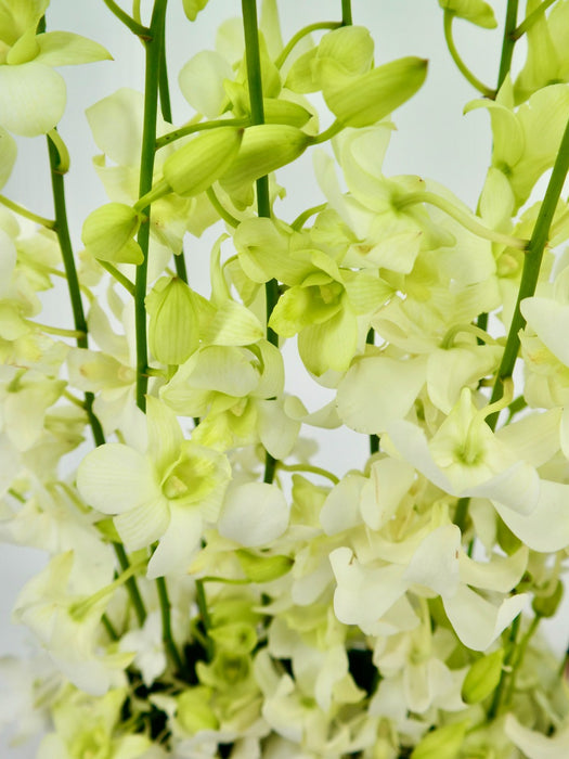Dendrobium