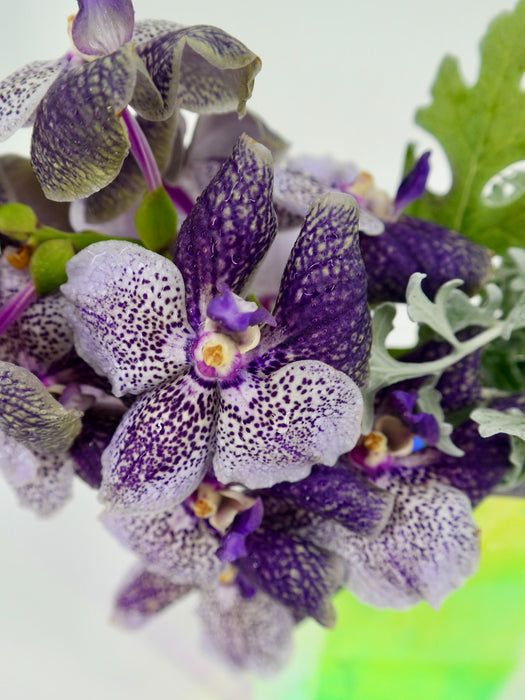 Vanda Mauve Plum