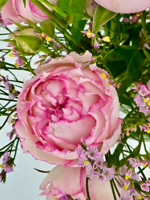 Pink Blossom