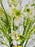 Ornithogalum