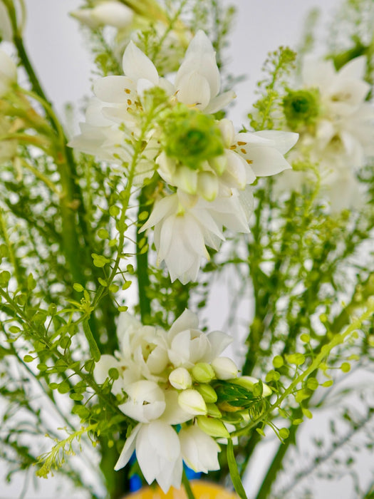 Ornithogalum