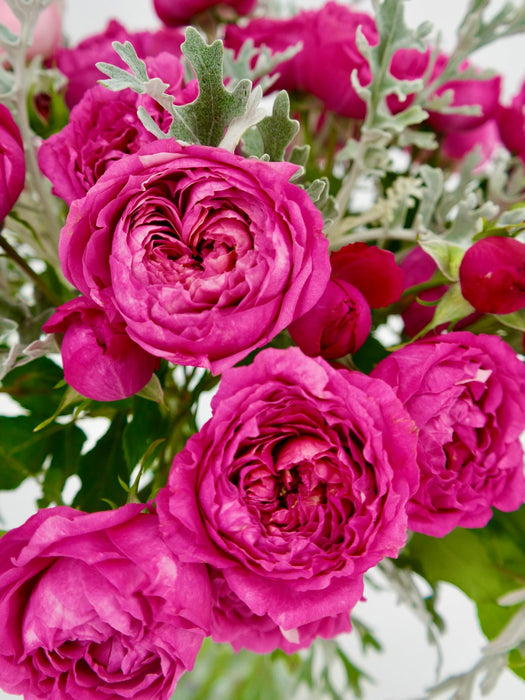 Cerise Beauty