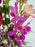 Vertical  Garden