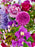 Purple Garden