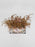 Preserved Astilbe