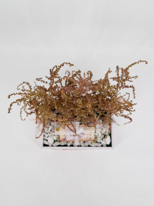 Preserved Astilbe