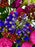Veronica Beauty