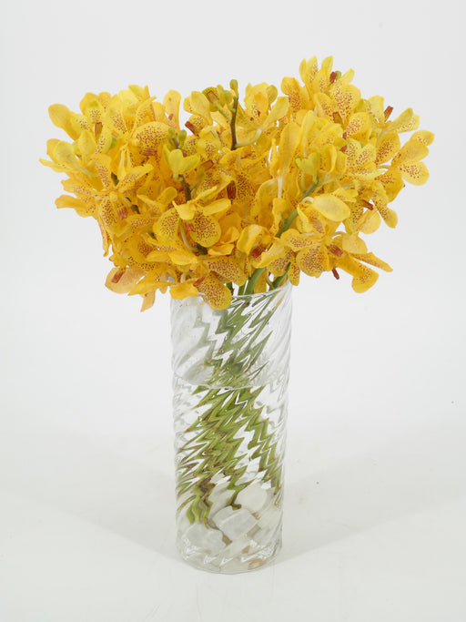 Yellow Mokkara